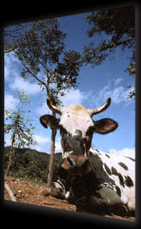 Cow that ate the rainforest. RM stock photo taken at Choco, Ecuador.